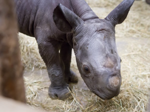 V ZOO ve Dvoře se narodilo mládě vzácného nosorožce. Pojmenovali ho Kyjev
