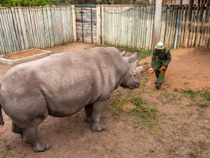 V ZOO ve Dvoře se narodilo mládě vzácného nosorožce. Pojmenovali ho Kyjev