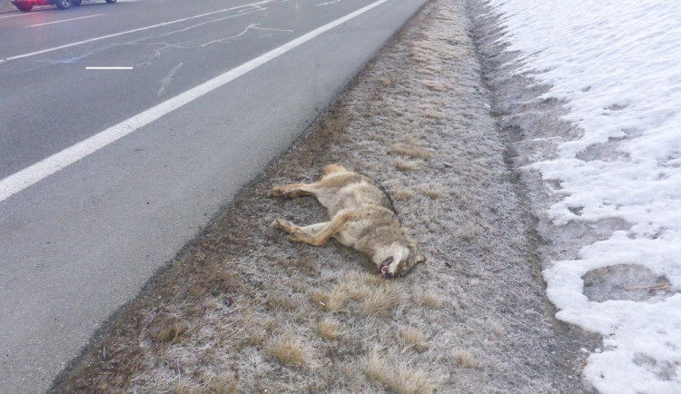 Nedaleko hranic s Německem srazil řidič vlka. Zvíře na místě zemřelo