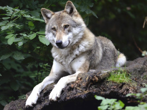 Plošné mapování vlků na Broumovsku a okolí potvrdilo minimálně 14 jedinců