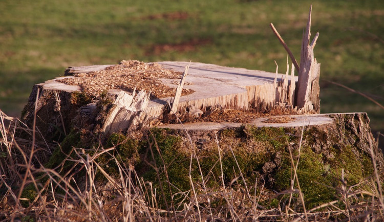 Město Liberec zahájí revitalizaci lesoparku Rochlice. Začne se kácením dřevin