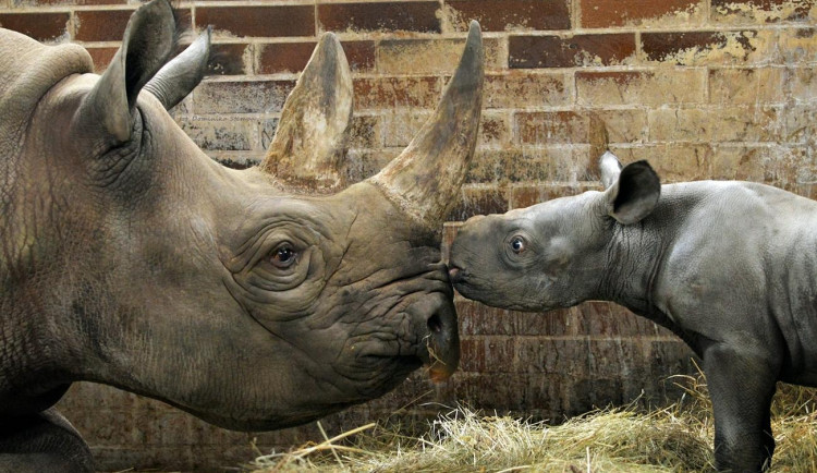 Mládě nosorožce Kyjev přibere kilo každý den. Brzo se ukáže ve venkovním výběhu