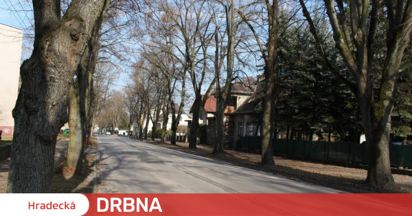 Gli alberi intorno alla strada di Dvůr Králové sono stati sradicati.  Riguarda la sicurezza dei pedoni e del traffico Notizie Hradecka Drbna