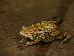 V Krkonoších začíná migrace žab. Správci se je snaží ochránit zábranami