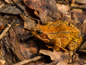 V Krkonoších začíná migrace žab. Správci se je snaží ochránit zábranami