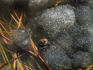 V Krkonoších začíná migrace žab. Správci se je snaží ochránit zábranami