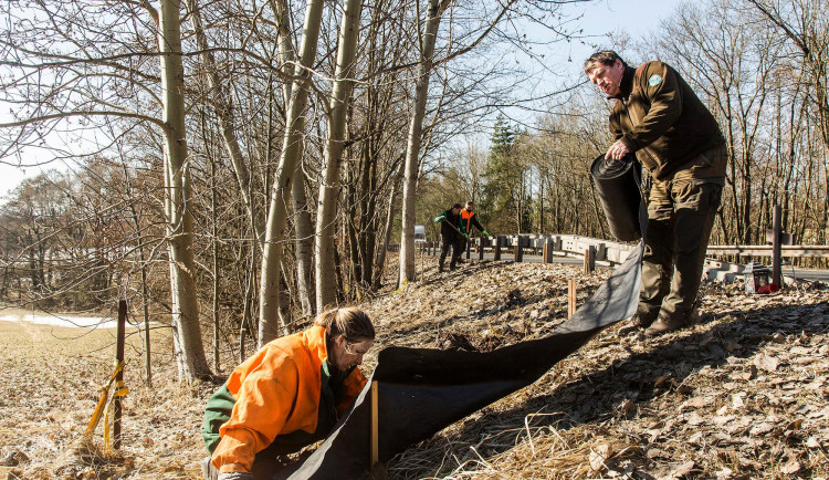 V Krkonoších začíná migrace žab. Správci se je snaží ochránit zábranami