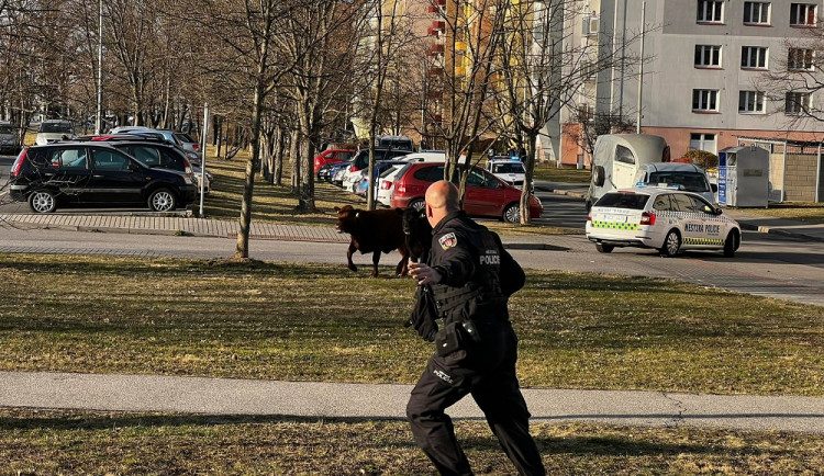 Policisté honili po Budějcích krávy. Všechny se podařilo odchytit