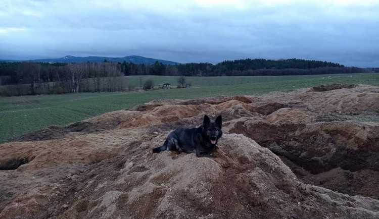 VIDEO: Policejní pes našel kopáče vltavínů. Ukrýval se v jámě pod zemí