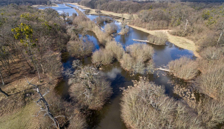 Upuštěná voda z Nových Mlýnů pomohla suchým lužním lesům