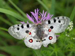 V hradeckém kraji začíná odchov vzácného motýla jasoně červenookého