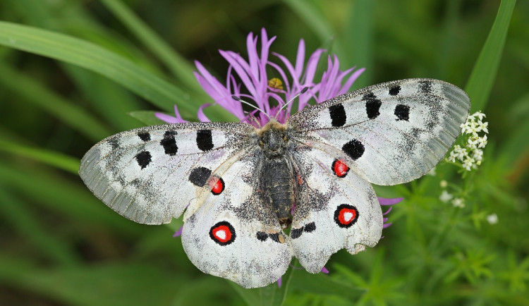 V hradeckém kraji začíná odchov vzácného motýla jasoně červenookého