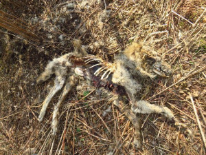 Vlka nalezeného u Heřmánkovic na Broumovsku zřejmě někdo postřelil