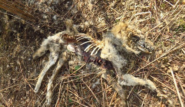 Vlka nalezeného u Heřmánkovic na Broumovsku zřejmě někdo postřelil