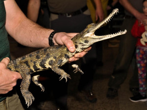 Safari Park získal trojici kriticky ohrožených krokodýlů. Chová je poprvé ve své historii