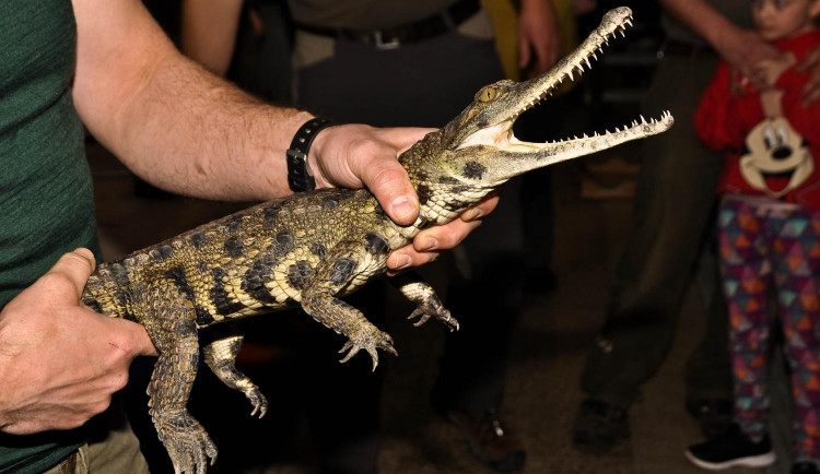 Safari Park získal trojici kriticky ohrožených krokodýlů. Chová je poprvé ve své historii