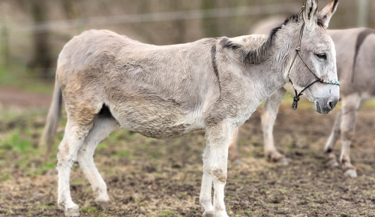 Nepromyšlený plán málem skončil smrtí březích oslic. Táborská zoo pomohla se záchranou