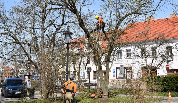 Odborníci kontrolovali tři stovky stromů v Písku. Začalo ošetření těch, které mohou zranit chodce