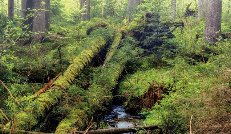 Turisté nesmí do části Boubínského pralesa. Hrozí pád suchých stromů
