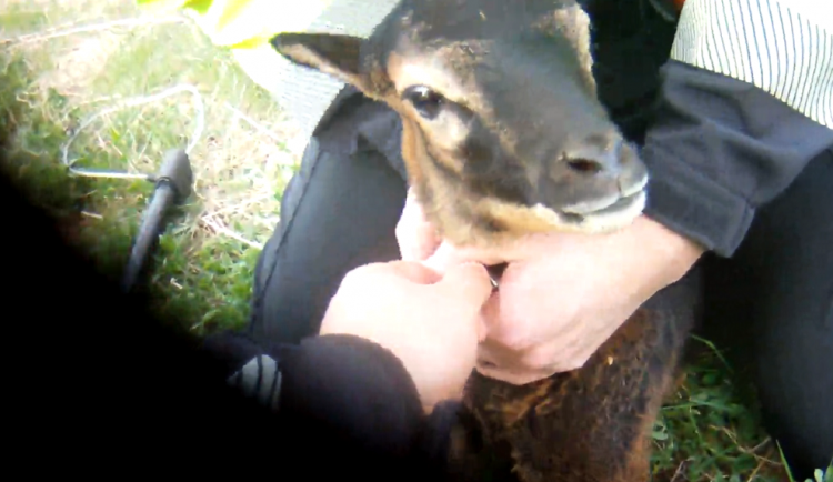 Strážníci po Brně honili beránka