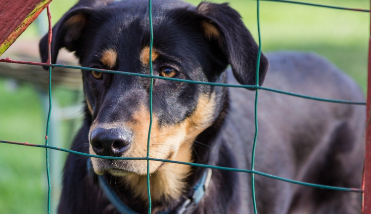 Žena se zamkla v útulku a volala strážníky. Polonahý návštěvník přelezl plot a chtěl hladit psy