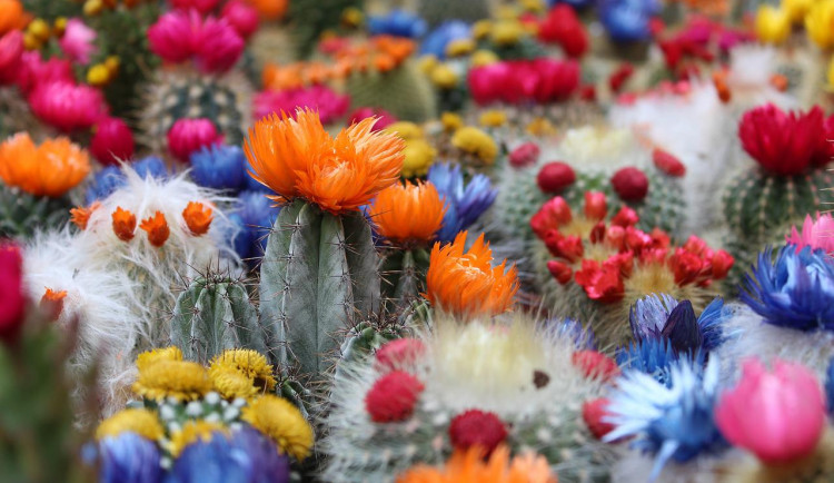 V Brně řádil zloděj kaktusář. Odnesl si padesát pichlavých sukulentů