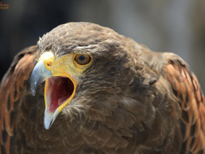 Policie stíhá muže z Náchodska za nelegálních chov chráněných ptáků