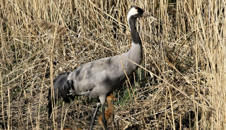 Letošní mláďata jeřábů se vylíhla nejdříve za poslední desítky let. Pozorovali je na Českolipsku