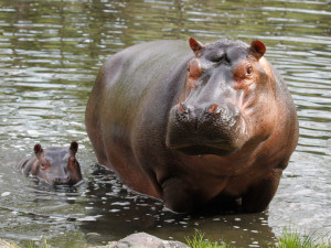 Safari Park Dvůr Králové vypustil do venkovní expozice stádo sedmi hrochů
