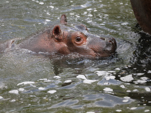 Safari Park Dvůr Králové vypustil do venkovní expozice stádo sedmi hrochů