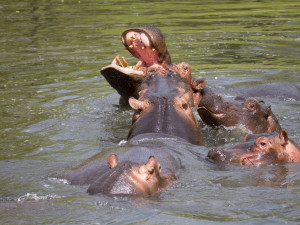 Safari Park Dvůr Králové vypustil do venkovní expozice stádo sedmi hrochů