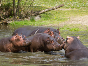 Safari Park Dvůr Králové vypustil do venkovní expozice stádo sedmi hrochů