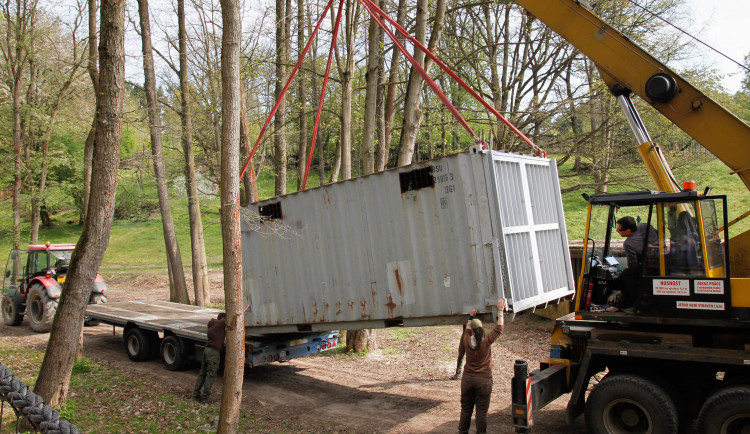Safari Park Dvůr Králové vypustil do venkovní expozice stádo sedmi hrochů