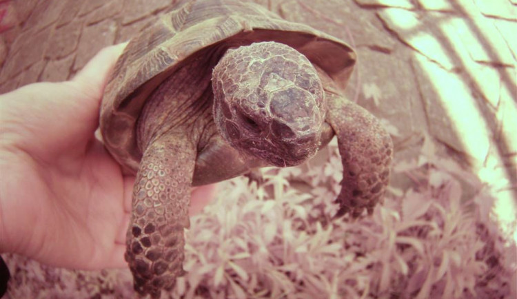Muže v Brně překvapila vzácná želva. Schovávala se u viaduktu