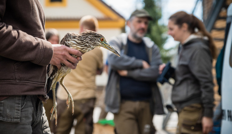 Pracovníci Safari Parku vypustili na jihu Čech čtveřici kvakošů. Domov najdou v tamní zahradě