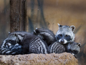 Safari Park přivítal nová mláďata. Zahradě se podařilo odchovat čtyři malé cibetky africké
