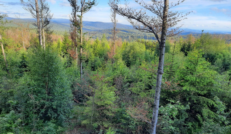 Národní park Bavorský les se zvětšuje o 600 hektarů. Profitovat z toho budou i lidé, říká německý ministr