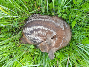 Každý rok zemře při sečích na loukách až 60 tisíc srnčat, zachraňují je dobrovolníci i dronaři s termokamerou