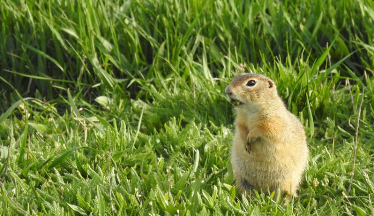 V Podyjí se po padesáti letech objevil sysel. Šíří se z fotbalového hřiště
