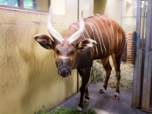 Safari Park má nového samce bonga horského. Má pomoct s rozmnožením ohroženého druhu