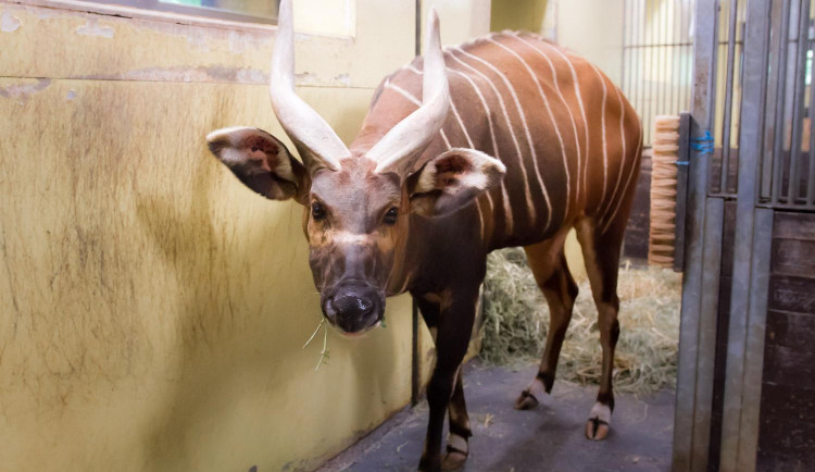 Safari park má nového samce bonga horského. Má pomoct s rozmnožením ohroženého druhu