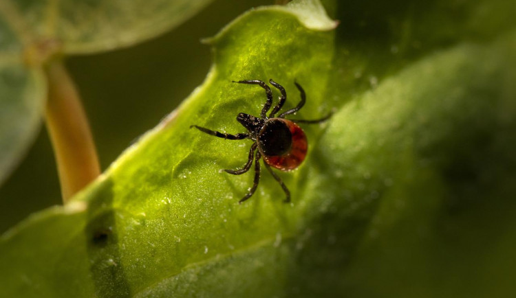 Aktivita klíšťat na jihu Čech je mimořádná, varují hygienici