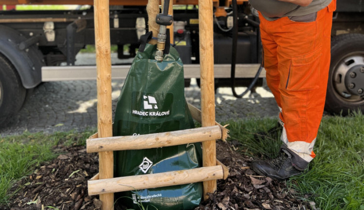 Technické služby v Hradci Králové mají nové zavlažovací vaky. Pomůžou při údržbě zeleně během léta