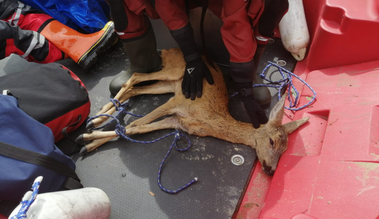 Záchranná akce v Brně. Rybář vytáhl z přehrady vyčerpanou srnku