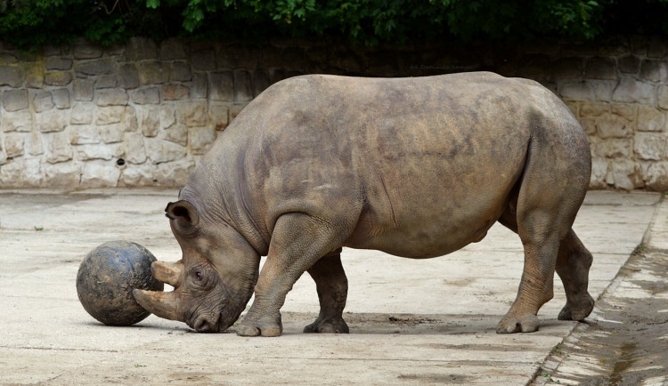 Safari Park Dvůr Králové získal z Estonska chovnou samici vzácného nosorožce