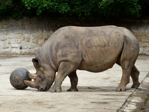 Safari Park Dvůr Králové získal z Estonska chovnou samici vzácného nosorožce