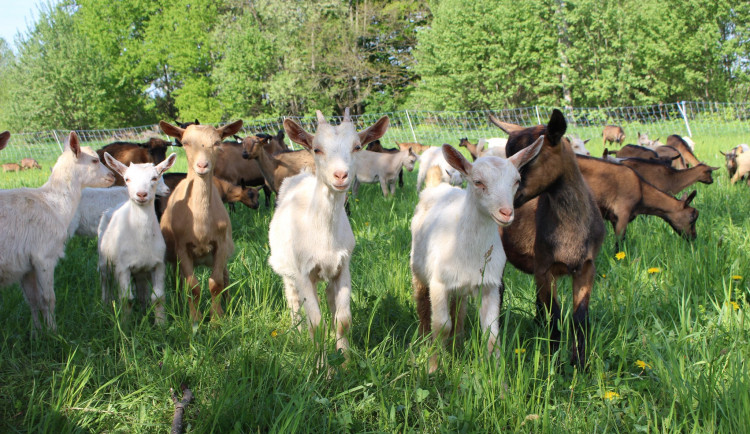 V Krkonoších začíná horská pastva. Turisté by neměli na louky vstupovat a zvířata krmit