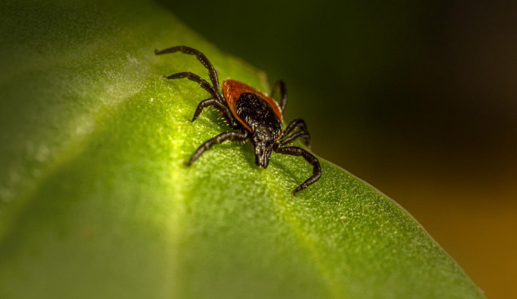 Na jihu Čech potvrdili hygienici 99 případů případů lymeské boreliózy