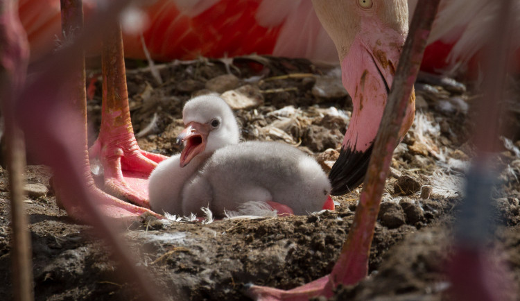 Překvapení ve dvorské zoologické zahradě. Ve výběhu plameňáků se nečekaně objevila mláďata