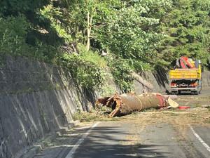 Po pádu stromu na auto v Krkonoších na cestě do Malé Úpy zemřeli tři lidé